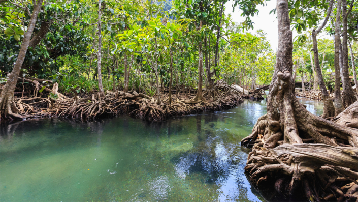 Mangrove trees forest with turquoise water canal in Krabi Thailand»n